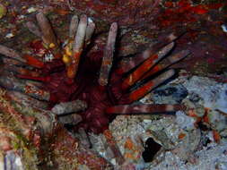 Image of Imperial urchin