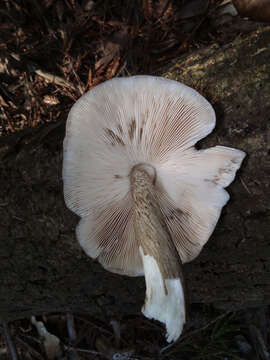 Image of Western Deer Mushroom