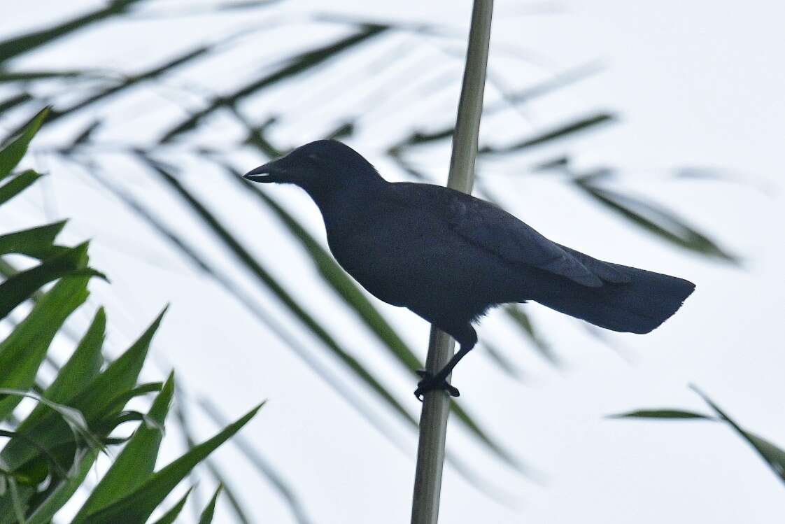 Image of New Caledonian Crow