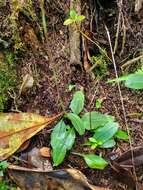 Image of Small Prescott Orchid