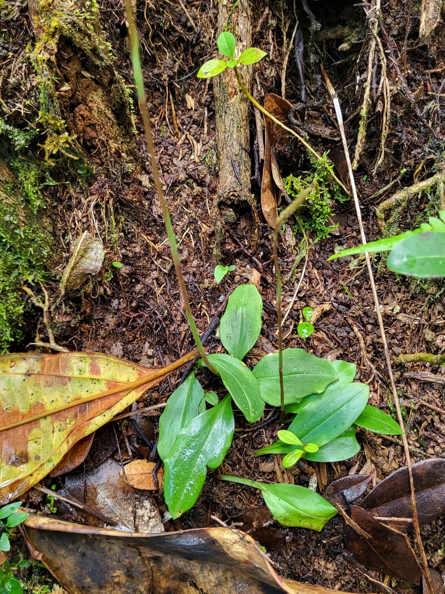 Image of Small Prescott Orchid