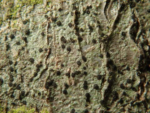 Image of lecidella lichen