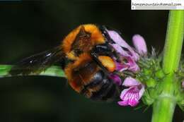 Слика од Bombus opulentus Smith 1861