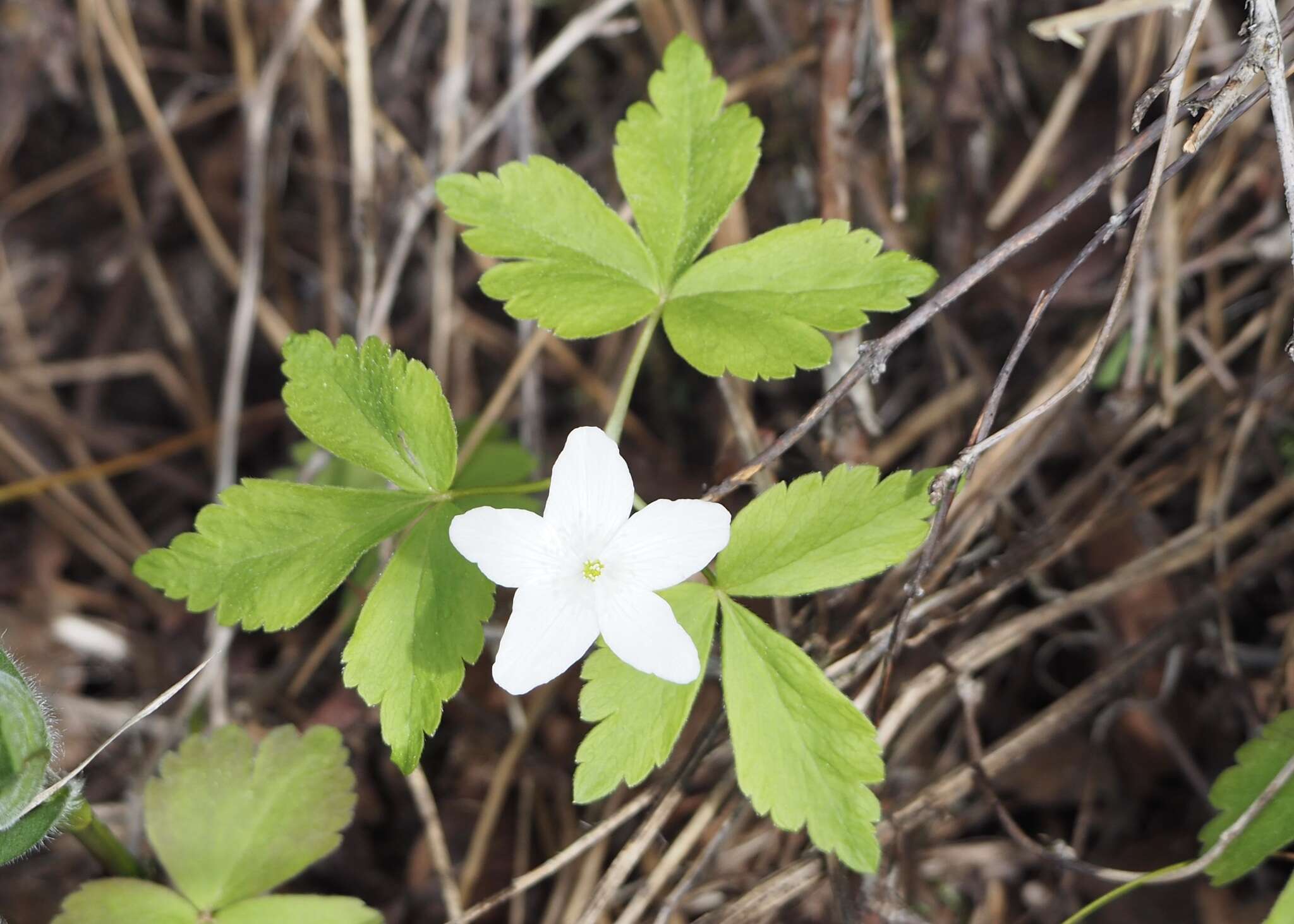 Image of Piper's Windflower