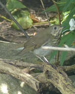 Image of Gray-cheeked Thrush