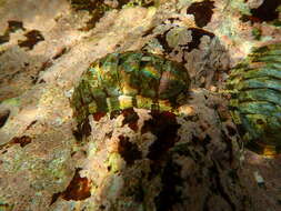 Image of marbled chiton