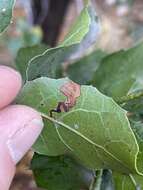 Image of Stigmella variella (Braun 1910) Wilkinson et al. 1979