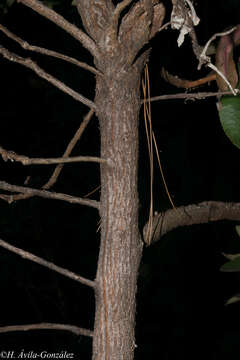 Imagem de Arbutus madrensis M. S. González-Elizondo