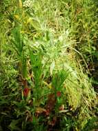 Image of Epilobium lamyi F. W. Schultz