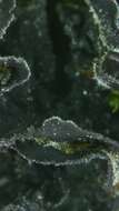 Image of leptochidium lichen