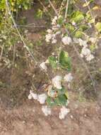 Image of Condea laniflora (Benth.) Harley & J. F. B. Pastore