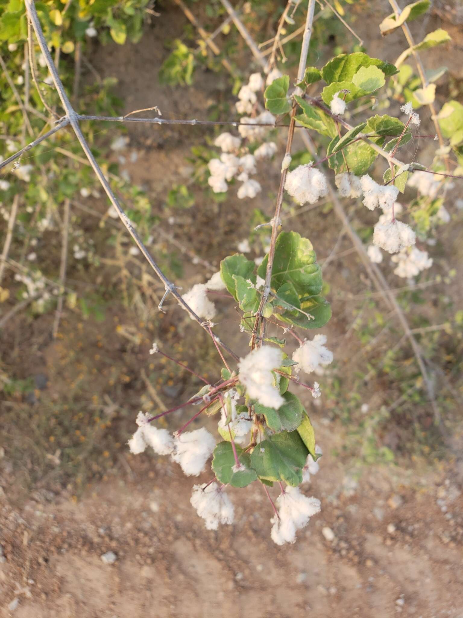 Image of Condea laniflora (Benth.) Harley & J. F. B. Pastore