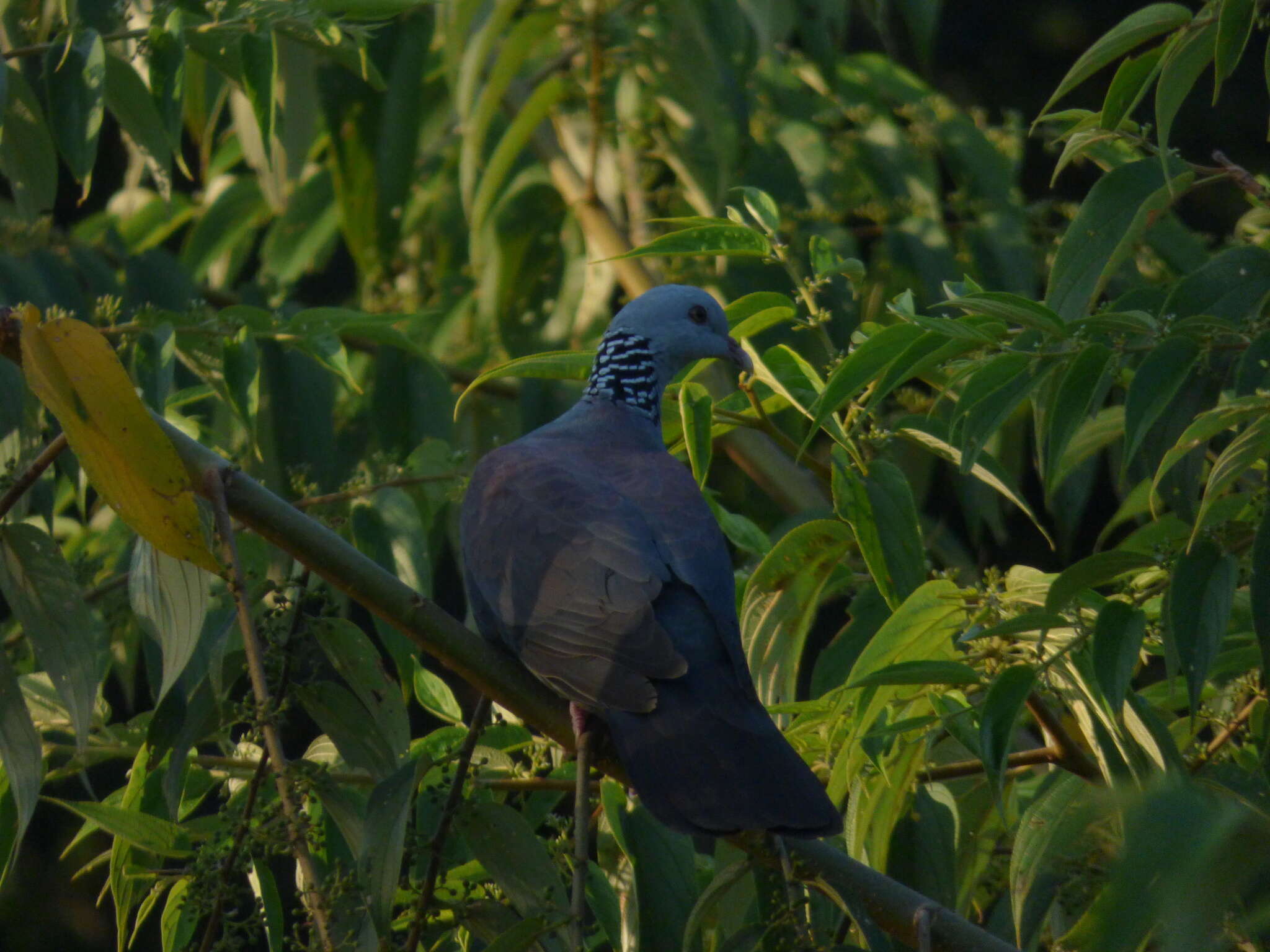 Image of Nilgiri Wood Pigeon