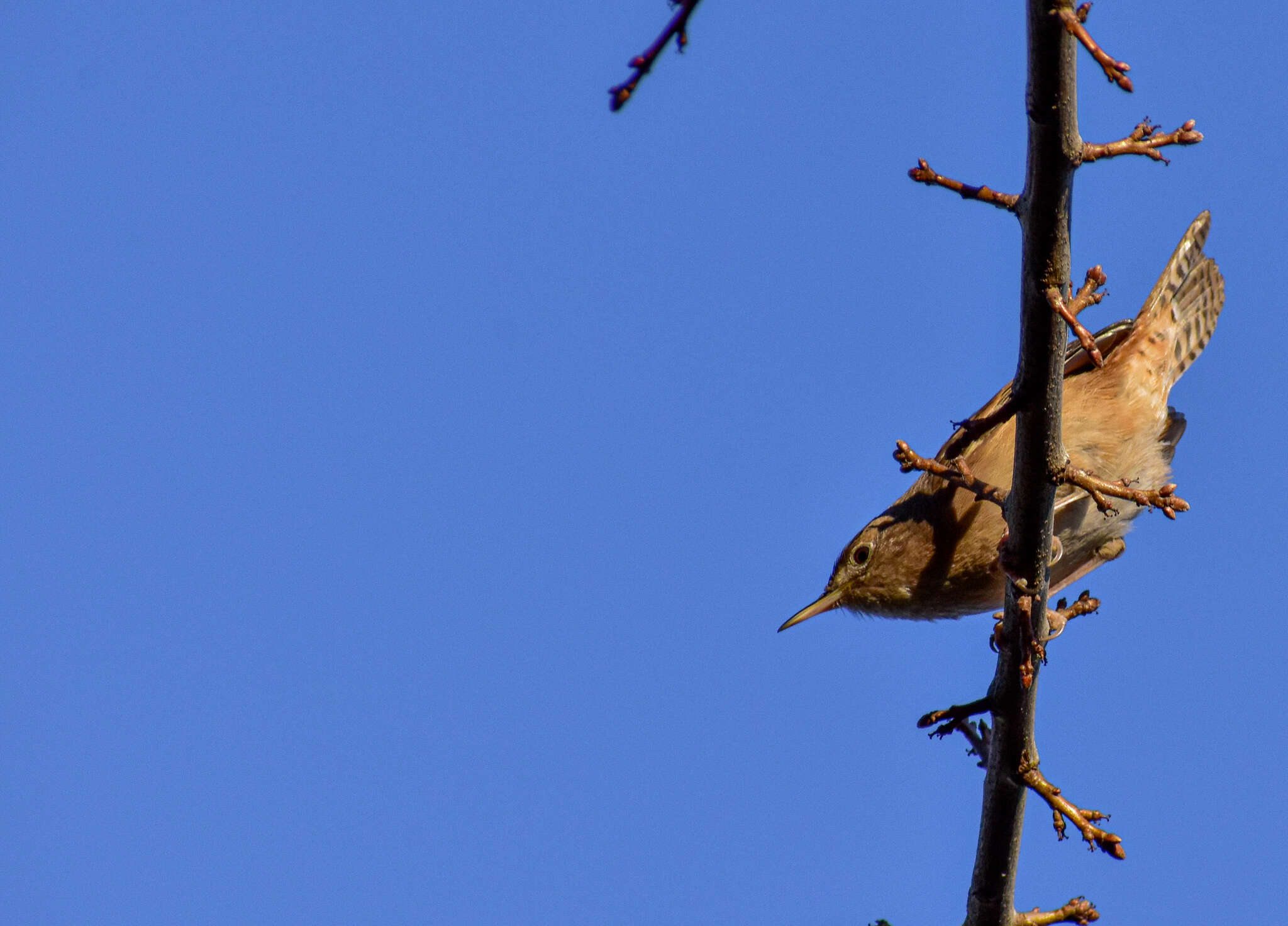 Image of Troglodytes aedon chilensis Lesson & R 1830