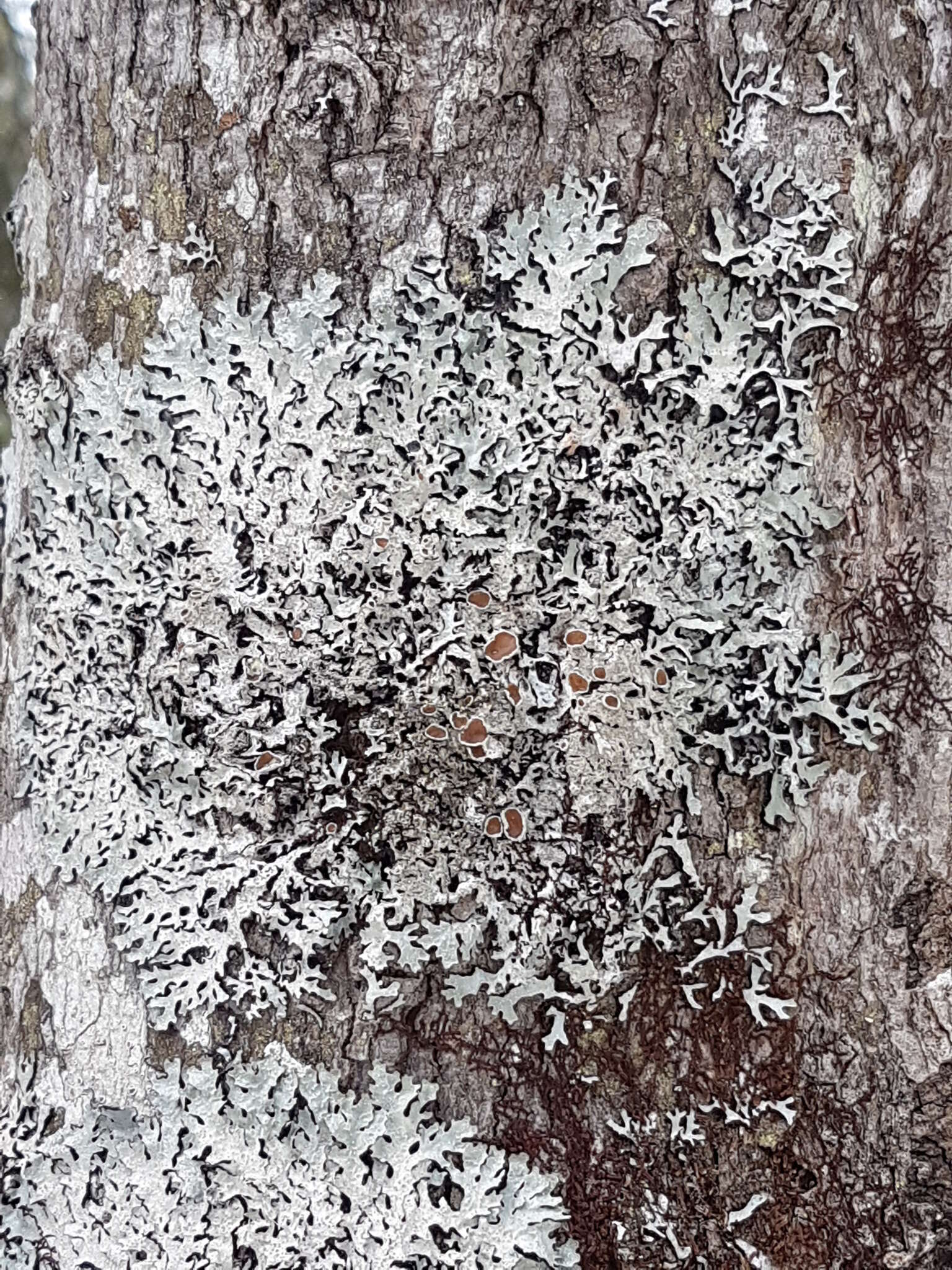 Image of shield lichen