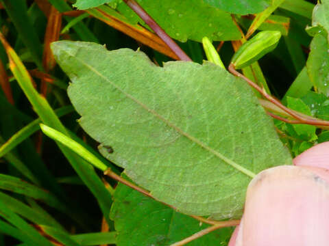 Image of Podosphaera balsaminae (Wallr.) U. Braun & S. Takam. 2000