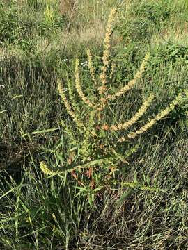 Rumex palustris Sm. resmi