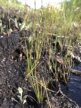 Image of Marsh Arrowgrass