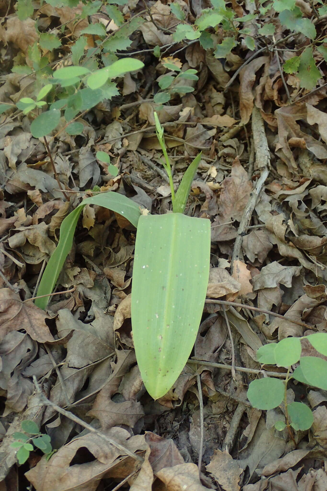 Plancia ëd Platanthera cooperi (S. Watson) R. M. Bateman