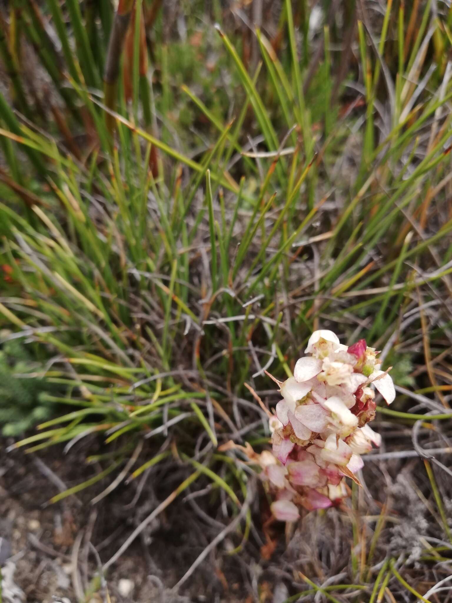 Image of Disa linderiana Bytebier & E. G. H. Oliv.