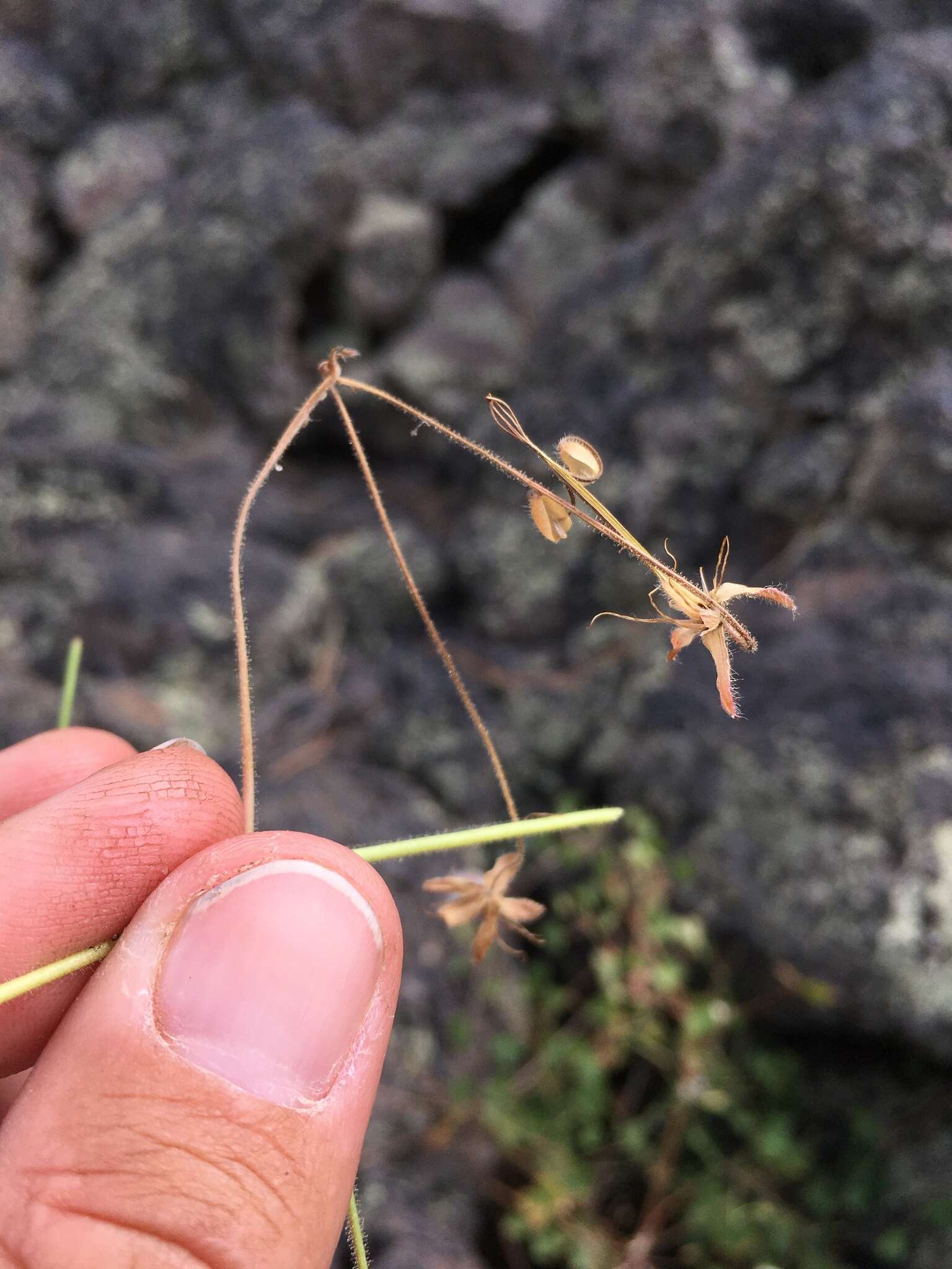 Image of Mogollon geranium