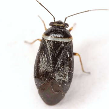 صورة Scalponotatus albibasis (Knight 1938)