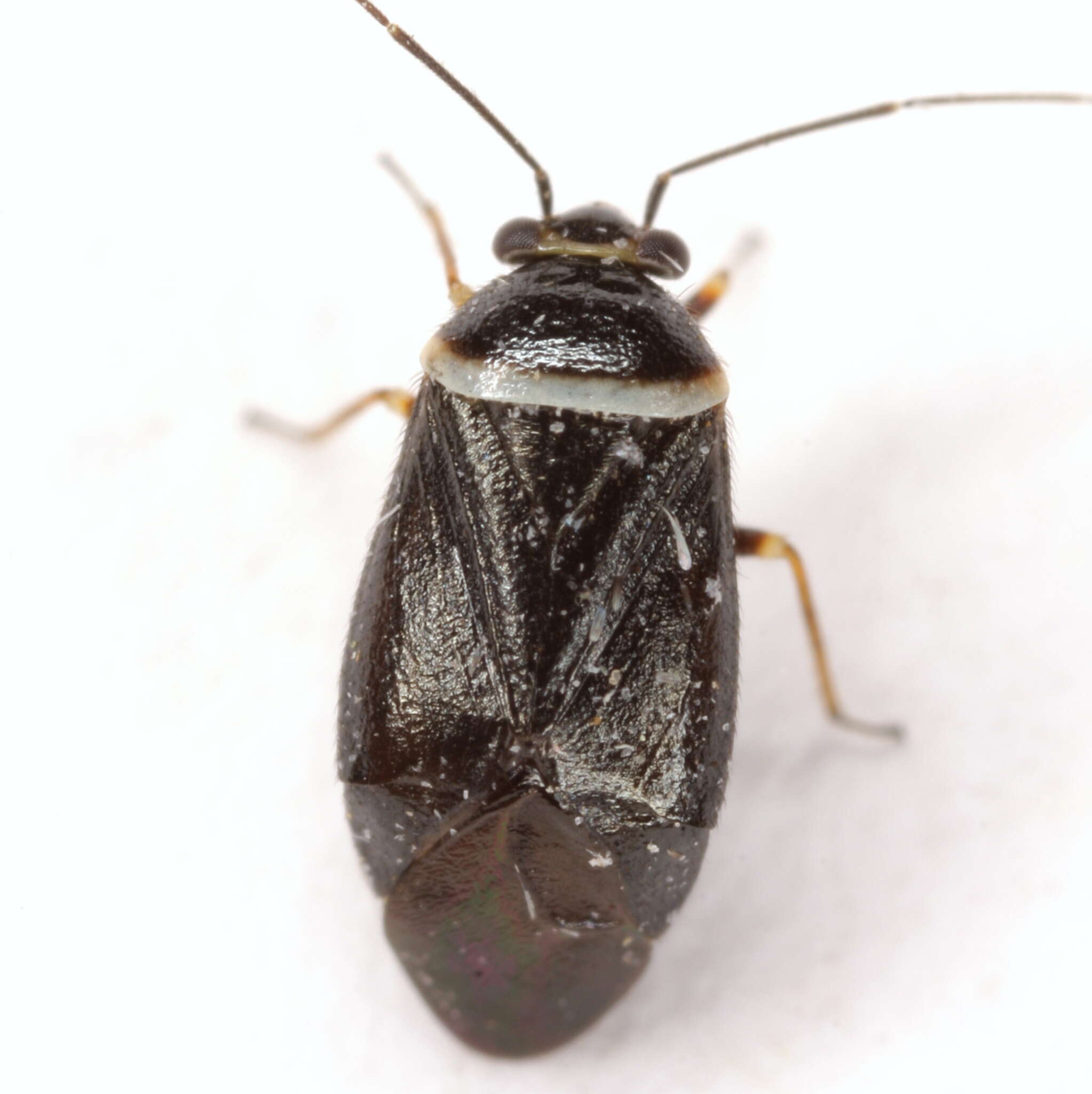 Sivun Scalponotatus albibasis (Knight 1938) kuva