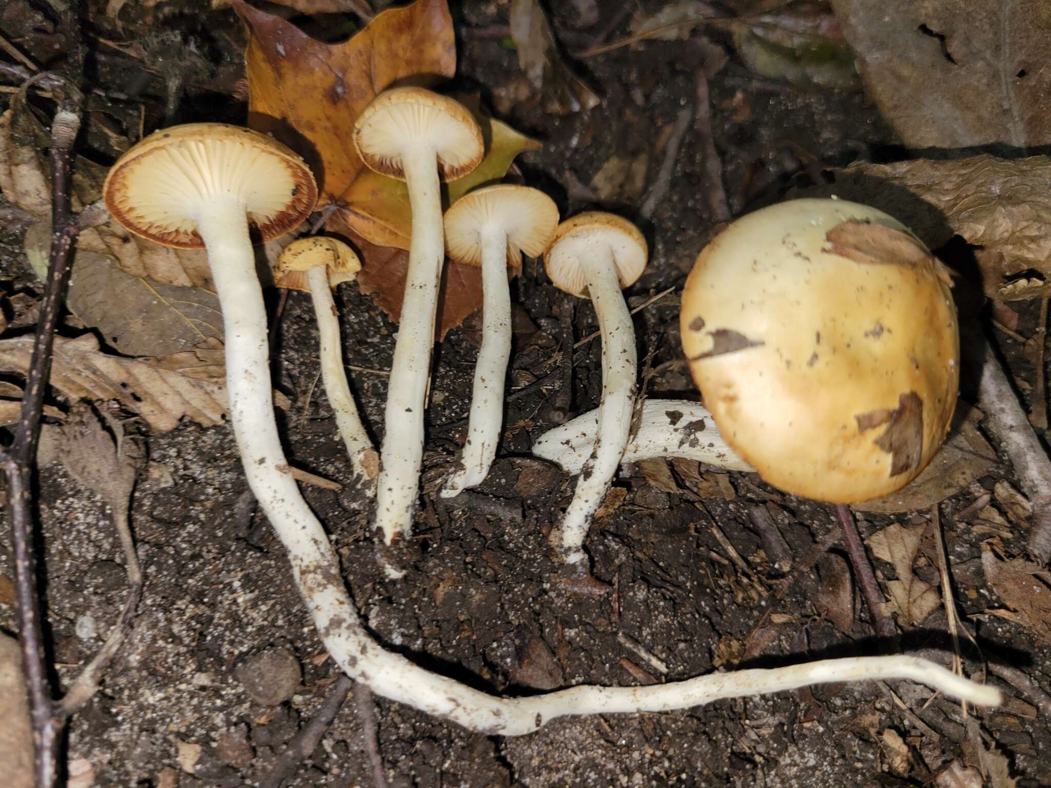 Слика од Hygrophorus discoxanthus (Fr.) Rea 1908