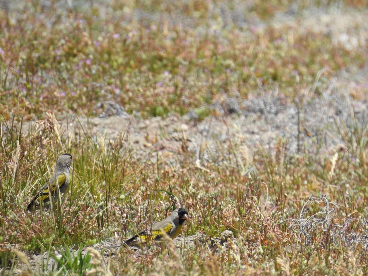 Image of Lawrence's Goldfinch