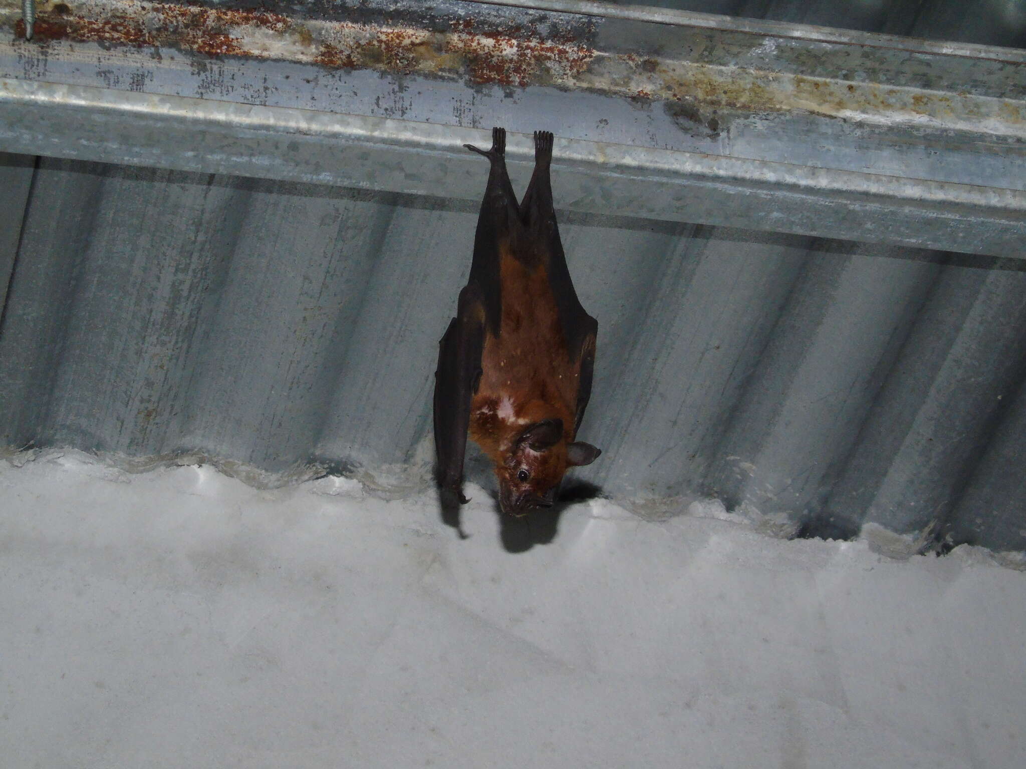 Image of Spear-nosed Bats.