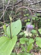 Plancia ëd Clematis ochroleuca