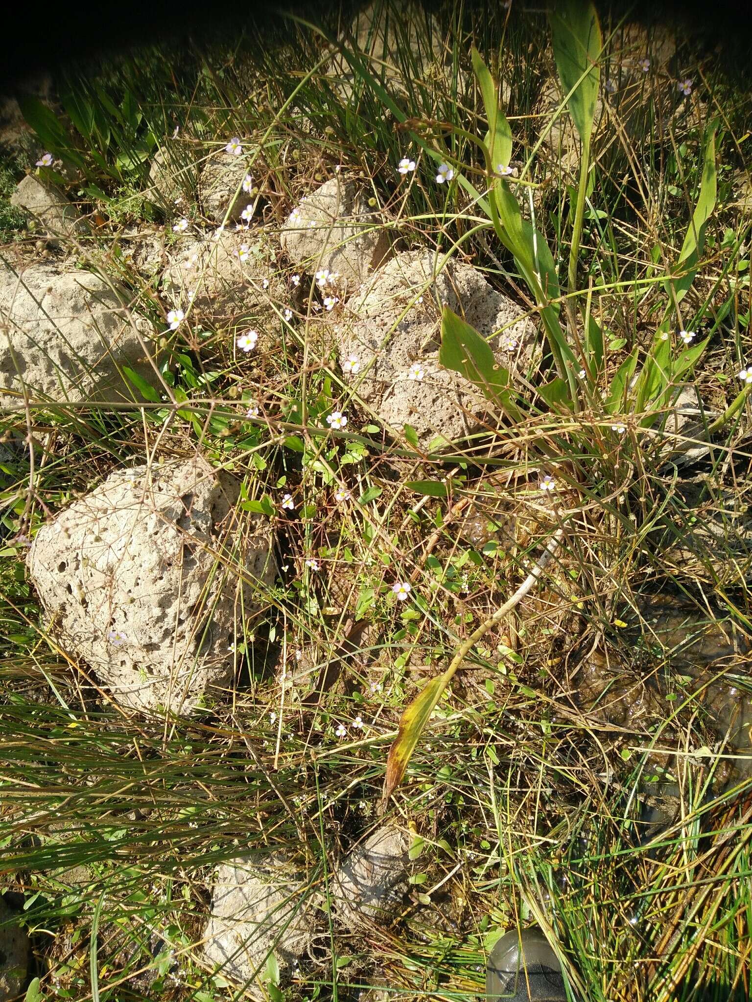 Image of Narrow-leaved Water-plantain