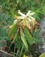 Image of Vicia balansae Boiss.