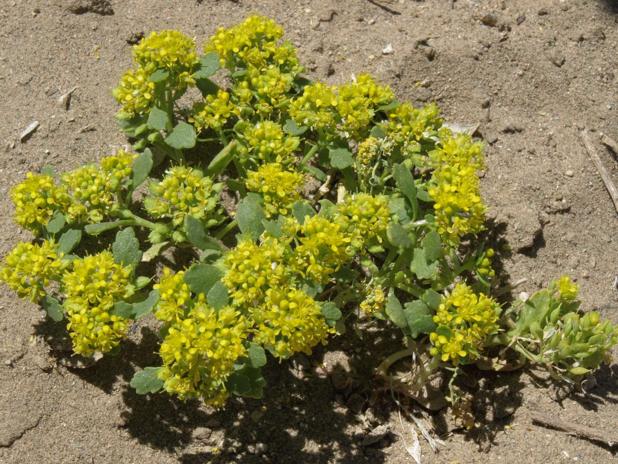 Sivun Lepidium flavum Torr. kuva