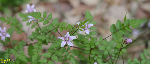 صورة Rubus pungens Cambess. ex Jacq.