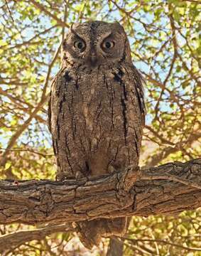 Image of Pallid Scops Owl