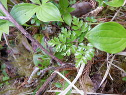 Image of Fern-Leaf Goldthread