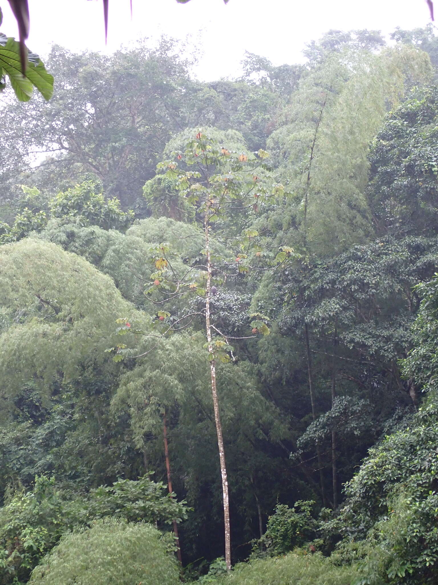 Image of Gray-backed Hawk