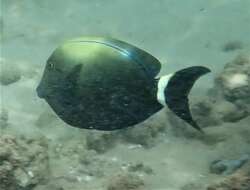 Image of Orange socket surgeonfish