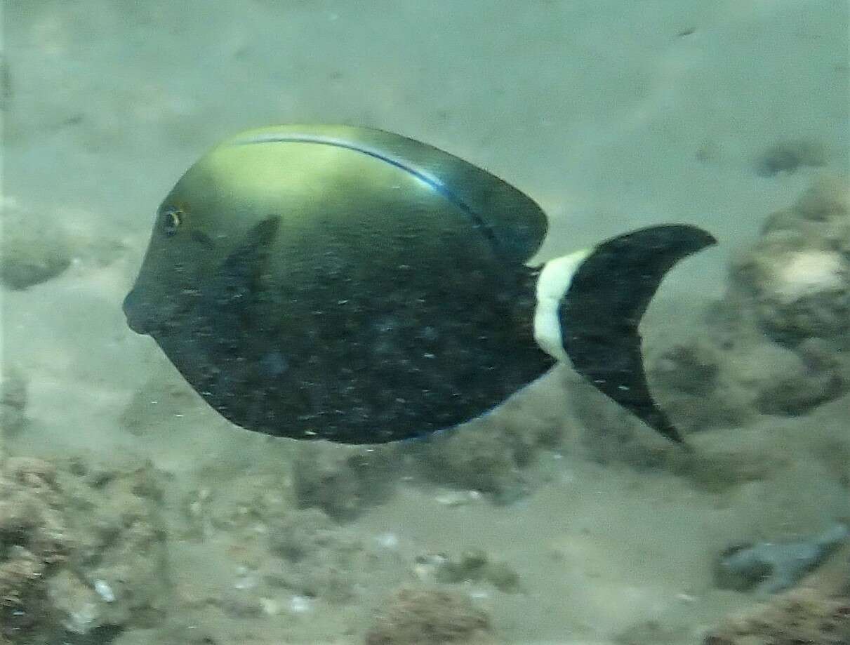 Image of Orange socket surgeonfish