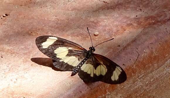 Image of Acraea cabira Hopffer 1855