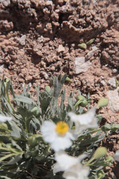 Image of common bearpoppy