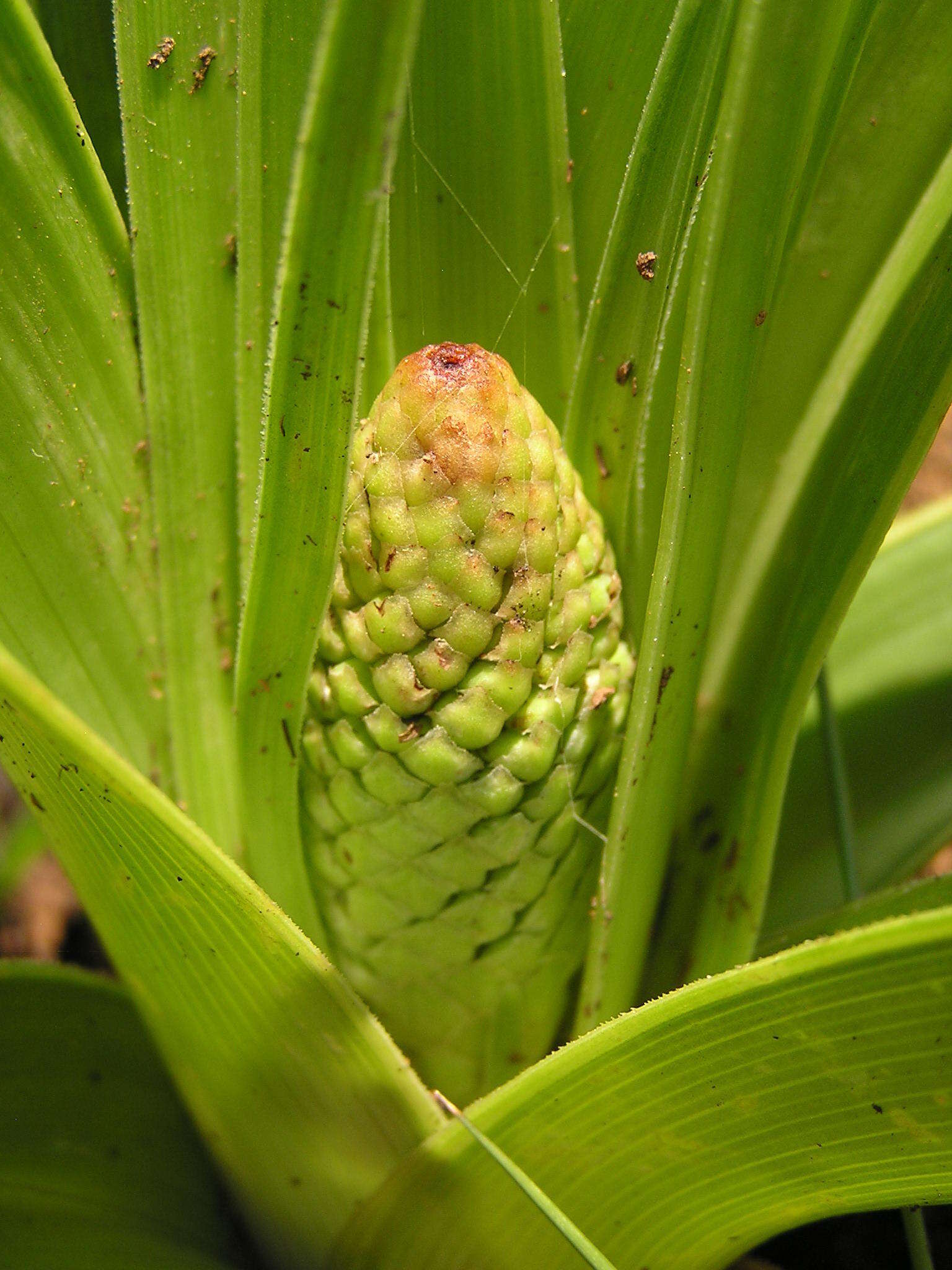 Image of Kniphofia rigidifolia E. A. Bruce