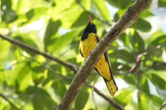 Image of Western Black-headed Oriole