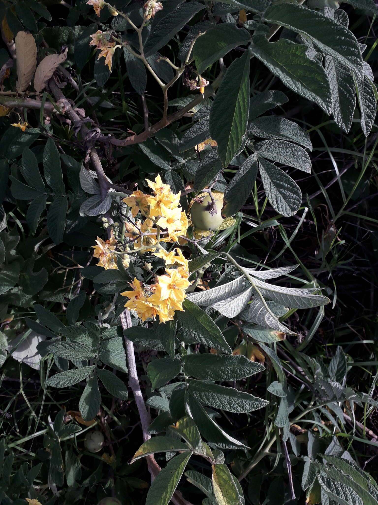 Image of Solanum juglandifolium Humb. & Bonpl. ex Dun.