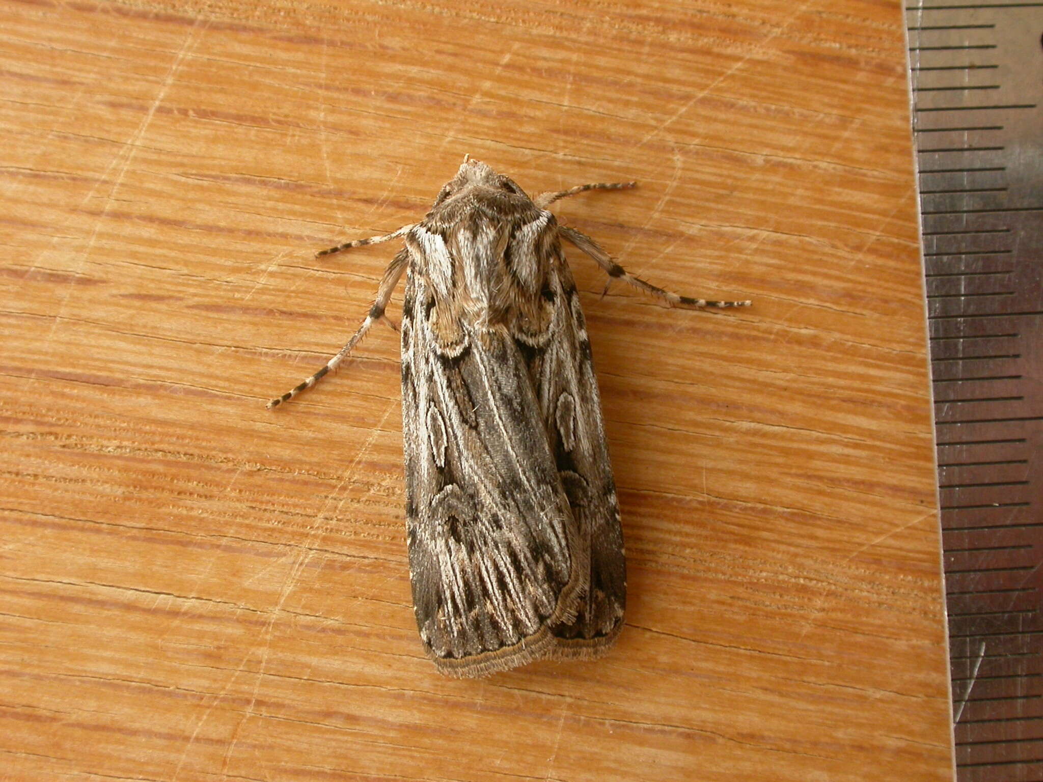 Image of Agrotis radians Guenée 1852