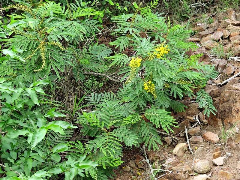 Image of African weeping-wattle