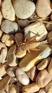 Image of Jamaican Field Cricket