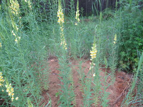 Image of Linaria vulgaris subsp. acutiloba (Fisch. ex Rchb.) D. Y. Hong