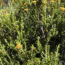 Imagem de Helichrysum witbergense Bolus